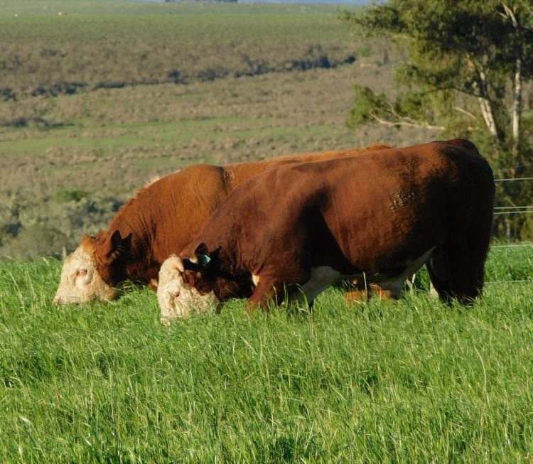 Superada la sequía, los desafíos son el precio del ganado y el valor del dólar