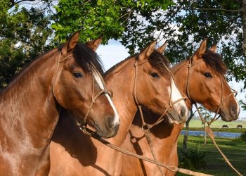 Solicitan “evitar la concentración de equinos en actividades productivas, deportivas o recreativas”
