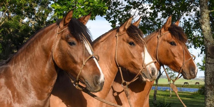Solicitan “evitar la concentración de equinos en actividades productivas, deportivas o recreativas”