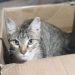 El gato de Ockham