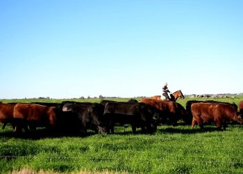 “La conciencia agropecuaria es un trabajo permanente y de todos los días”