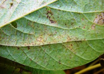 INIA: Se detectó roya asiática de la soja en Brasil próximo a Uruguay