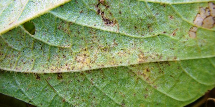 INIA: Se detectó roya asiática de la soja en Brasil próximo a Uruguay