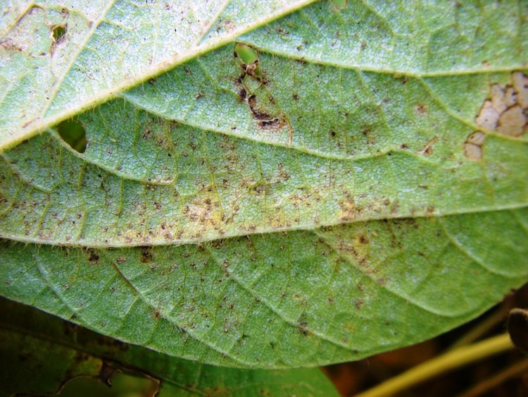 INIA: Se detectó roya asiática de la soja en Brasil próximo a Uruguay