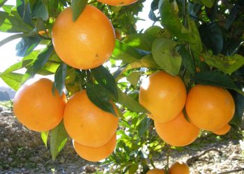 Uruguay exporta el 37% de las especies citrícolas que produce