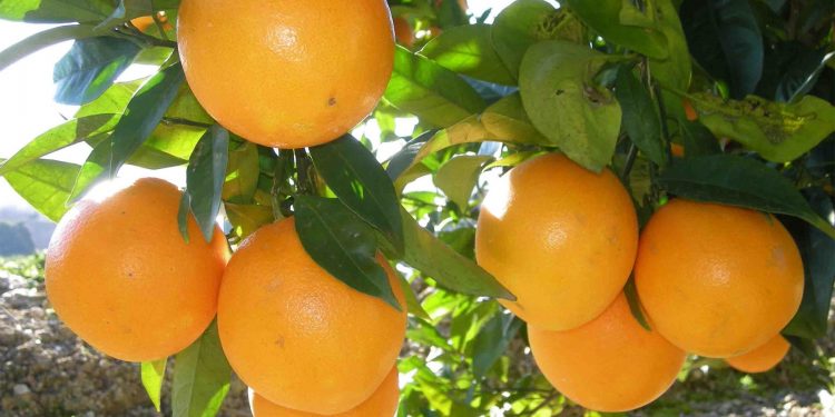 Uruguay exporta el 37% de las especies citrícolas que produce
