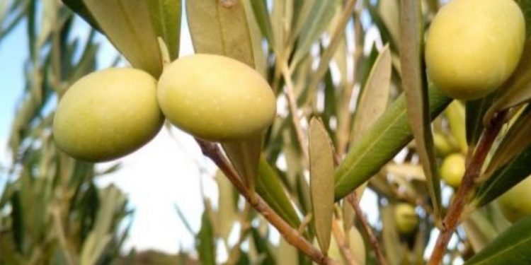 La sequía no frenó la producción de aceitunas que se aproximó al récord de la zafra 2018/2019