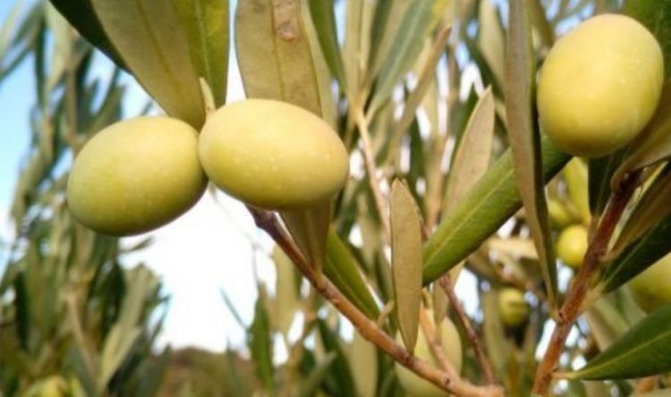La sequía no frenó la producción de aceitunas que se aproximó al récord de la zafra 2018/2019