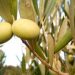 La sequía no frenó la producción de aceitunas que se aproximó al récord de la zafra 2018/2019