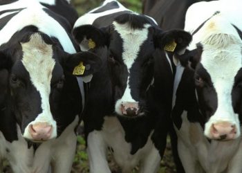 45% de los productores lecheros del país está enfrentando serias dificultades económicas