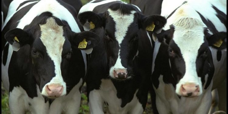 45% de los productores lecheros del país está enfrentando serias dificultades económicas
