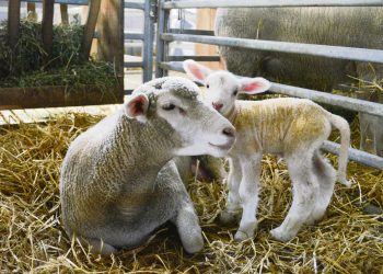 Productores se preparan para una nueva zafra de reproductores ovinos