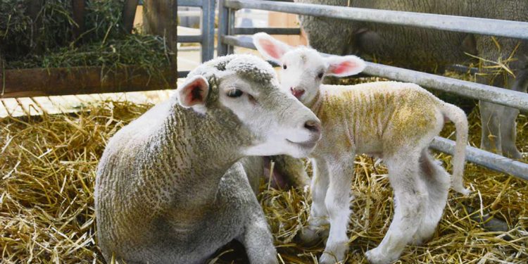 Productores se preparan para una nueva zafra de reproductores ovinos