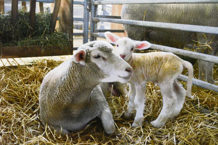 Productores se preparan para una nueva zafra de reproductores ovinos