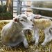 Productores se preparan para una nueva zafra de reproductores ovinos