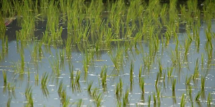 Se amplió el período de descuento de energía eléctrica para riego productivo