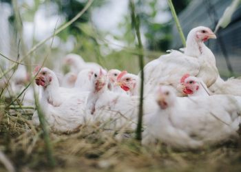 En 2023 se faenaron más de 33 millones de aves