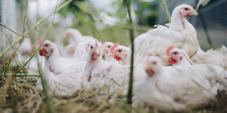 En 2023 se faenaron más de 33 millones de aves