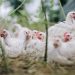 En 2023 se faenaron más de 33 millones de aves
