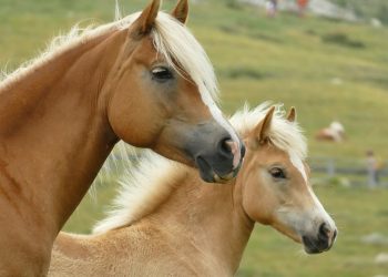 En Uruguay, el 0,18% de los equinos registran encefalomielitis equina