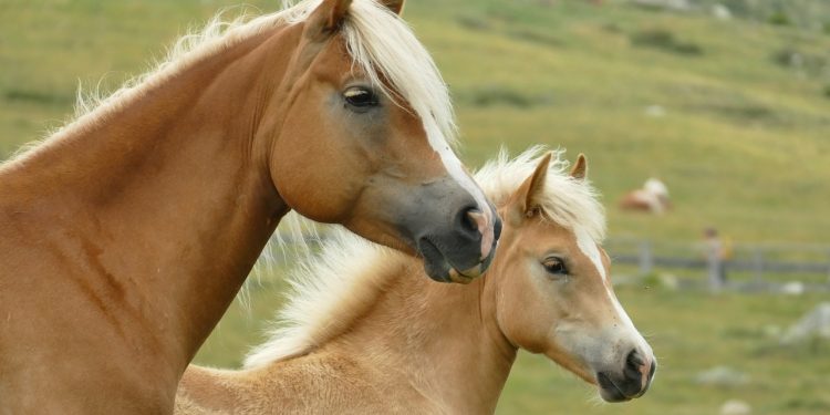 En Uruguay, el 0,18% de los equinos registran encefalomielitis equina