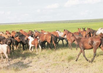 “Los caballos son los que sacan adelante las actividades” culturales de las pequeñas localidades