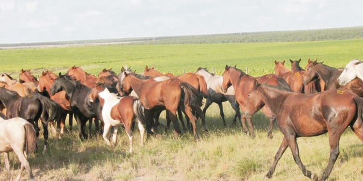 “Los caballos son los que sacan adelante las actividades” culturales de las pequeñas localidades