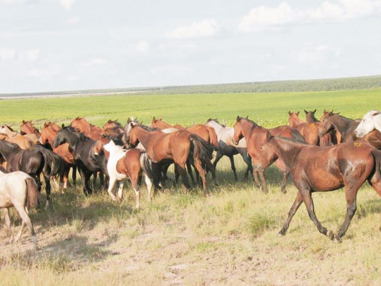 “Los caballos son los que sacan adelante las actividades” culturales de las pequeñas localidades