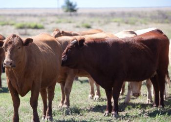 USDA espera mayor producción y mayor volumen de comercialización global de carne de vacuno