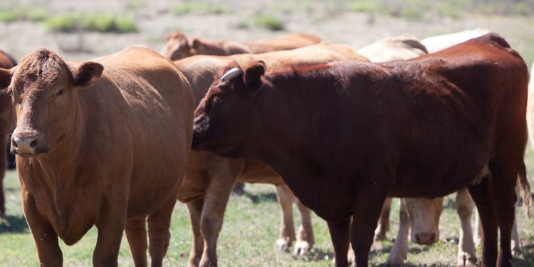 USDA espera mayor producción y mayor volumen de comercialización global de carne de vacuno