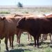 USDA espera mayor producción y mayor volumen de comercialización global de carne de vacuno