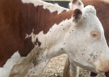 La garrapata es “uno de los principales problemas de nuestra ganadería y de la región”