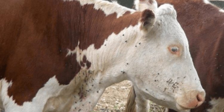 La garrapata es “uno de los principales problemas de nuestra ganadería y de la región”