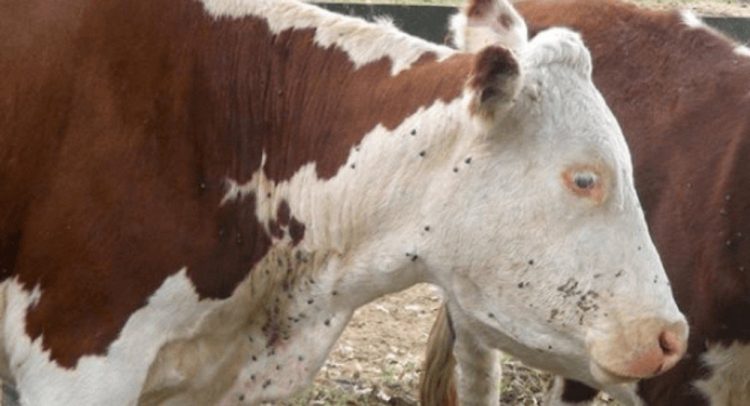 La garrapata es “uno de los principales problemas de nuestra ganadería y de la región”