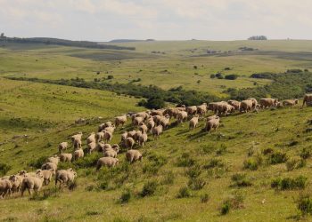  Al comenzar 2024, la lana continúa con precios deprimidos