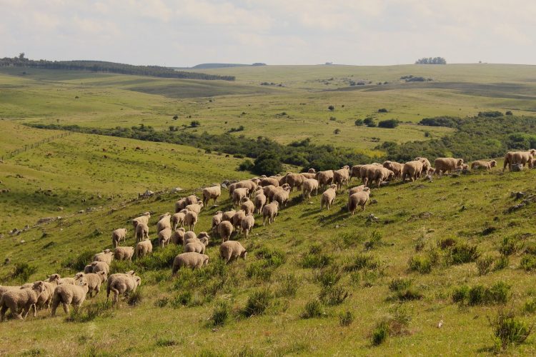  Al comenzar 2024, la lana continúa con precios deprimidos