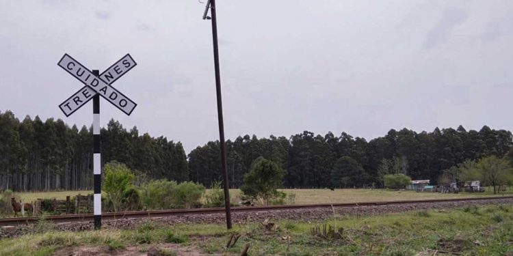 En Piedras Coloradas sigue habiendo campos forestados casi pegados a las casas