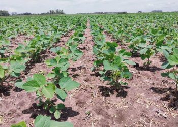 El nuevo año arranca con una prometedora zafra de cultivos de verano