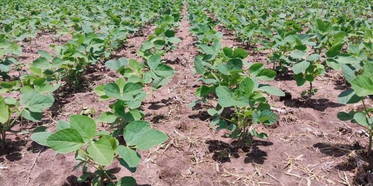 El nuevo año arranca con una prometedora zafra de cultivos de verano