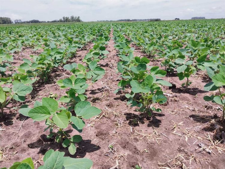 El nuevo año arranca con una prometedora zafra de cultivos de verano