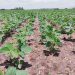 El nuevo año arranca con una prometedora zafra de cultivos de verano