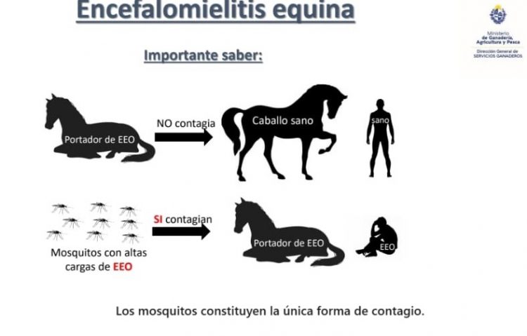 “La vacuna es clave para el control de la encefalomielitis equina”