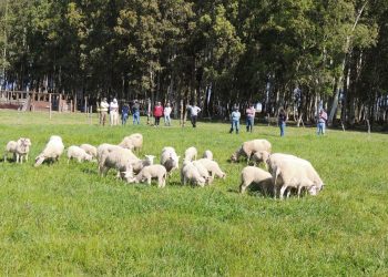 En pequeña escala se afirma la producción ovina