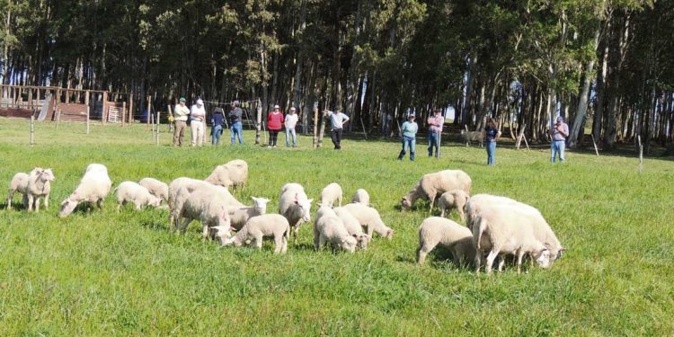 En pequeña escala se afirma la producción ovina