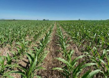 El agro espera las lluvias anunciadas: “En el sur la sequía nunca terminó”