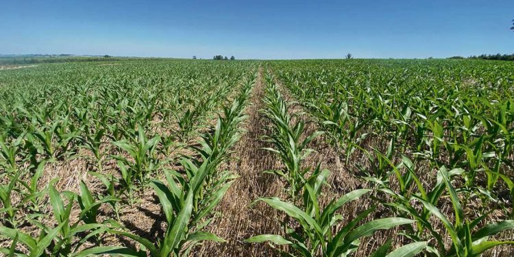 El agro espera las lluvias anunciadas: “En el sur la sequía nunca terminó”