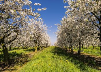La Dirección de la Granja busca erradicar montes frutales abandonados
