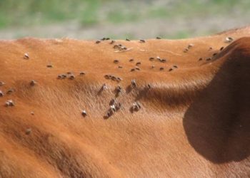 Esperan lanzar en septiembre campaña de cinco años para erradicar la mosca de la bichera