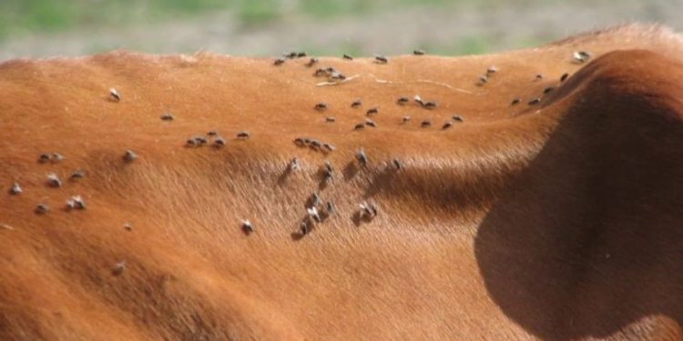 Esperan lanzar en septiembre campaña de cinco años para erradicar la mosca de la bichera