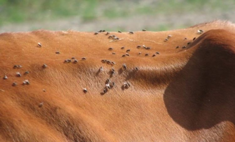 Esperan lanzar en septiembre campaña de cinco años para erradicar la mosca de la bichera